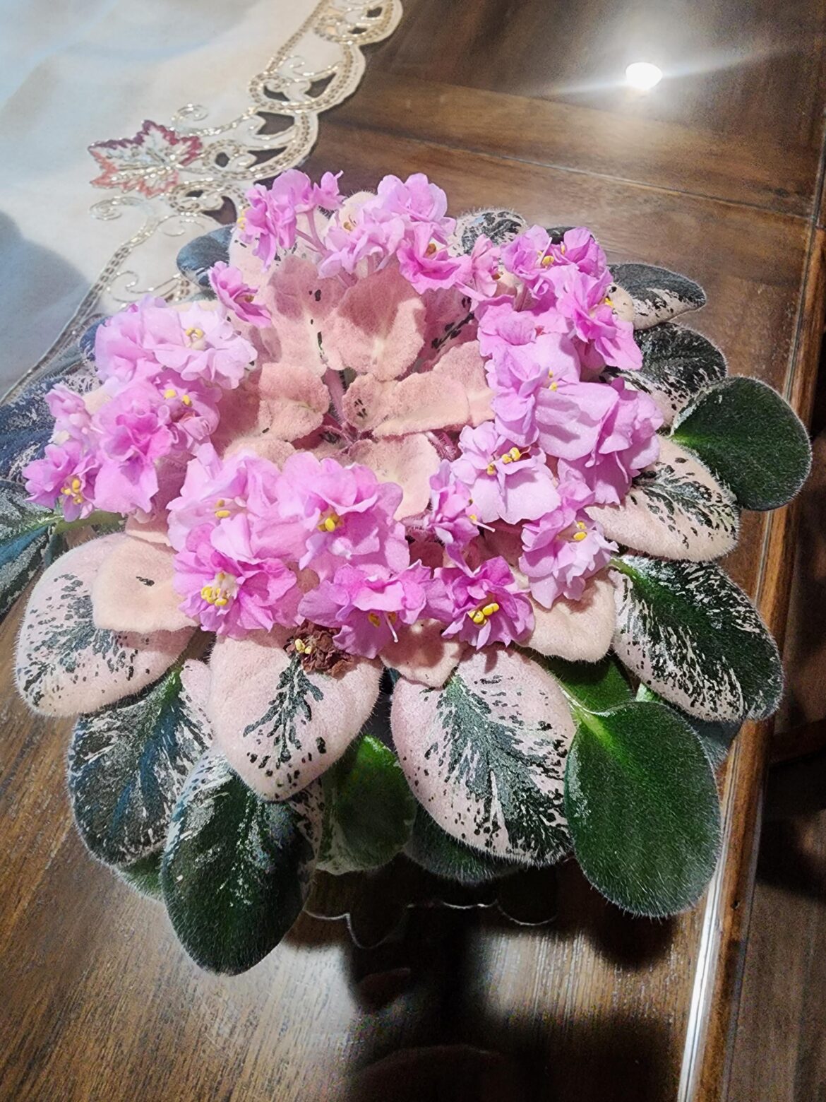 'Cajuns little joy' in full bloom