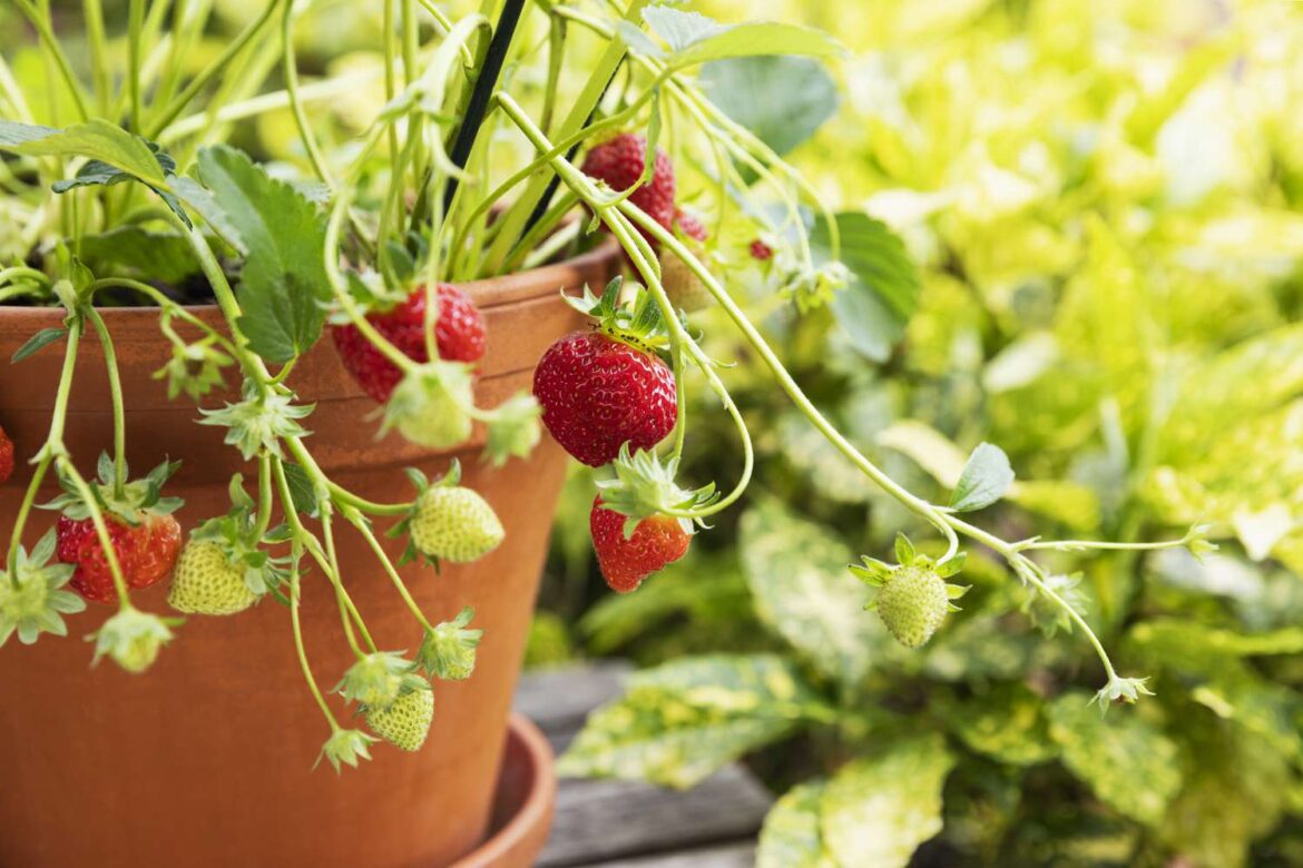 6 Fast-Growing Fruits You Can Plant in Containers Now—and Enjoy This Summer 6 Fast-Growing Fruits You Can Plant in Containers Now—and Enjoy This Summer