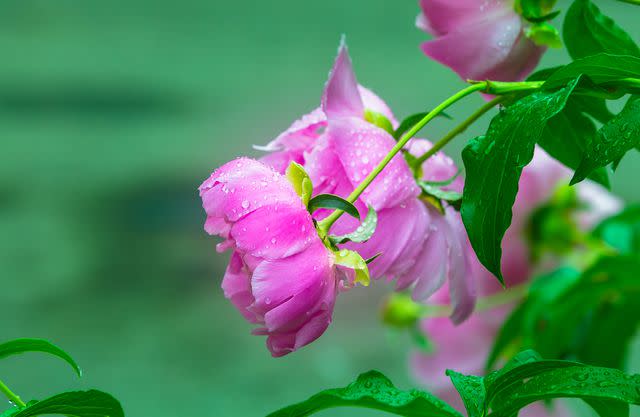 Imran Ashraf / Getty Images Rain often causes peony flowers to droop or fall over.