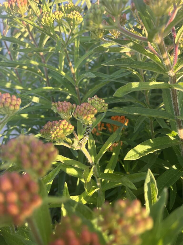 Plant them and they will come (monarch butterfly success story)