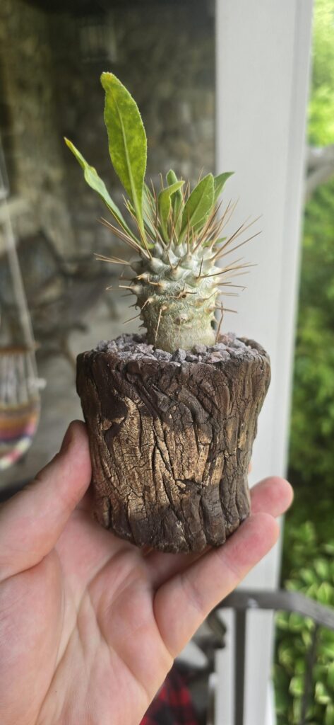 Pachypodim namaquanum