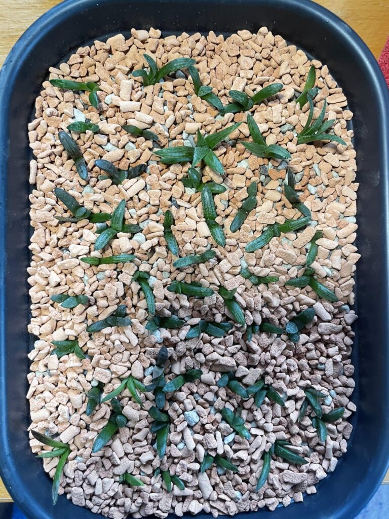 Haworthia yearlings repot