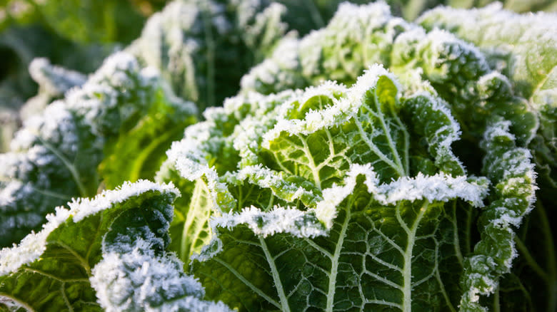 frost covering growing vegetables