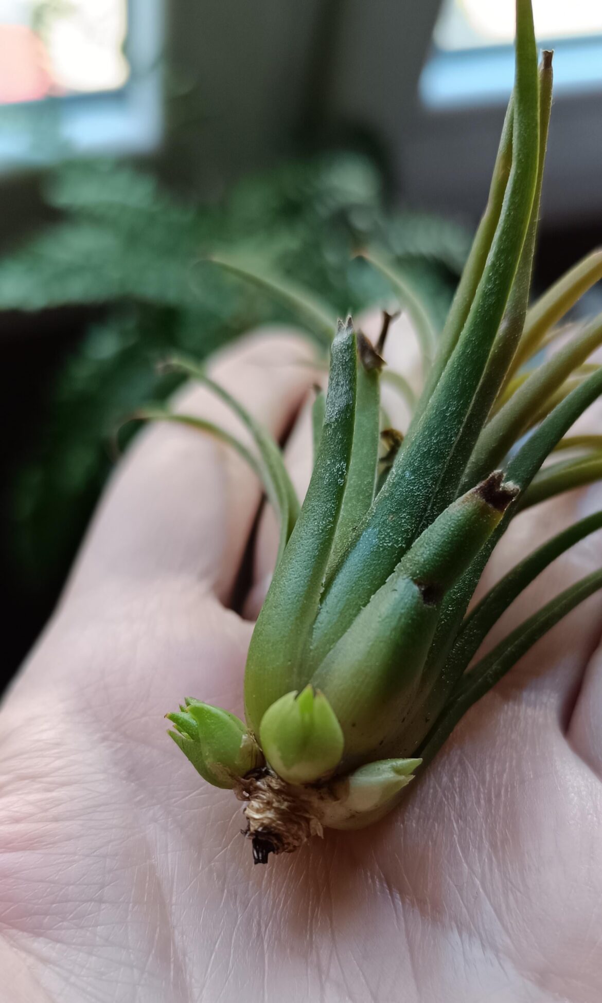What are these on my air plant? Pups?