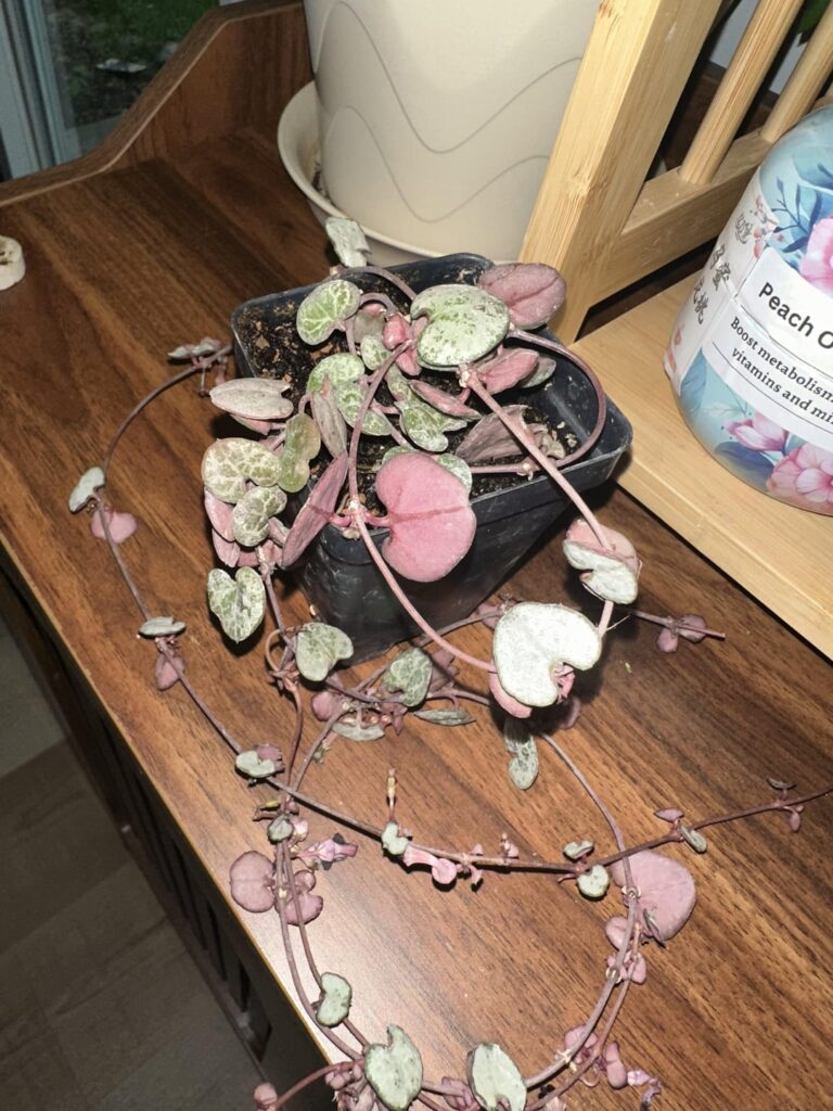 What string of hearts is this?