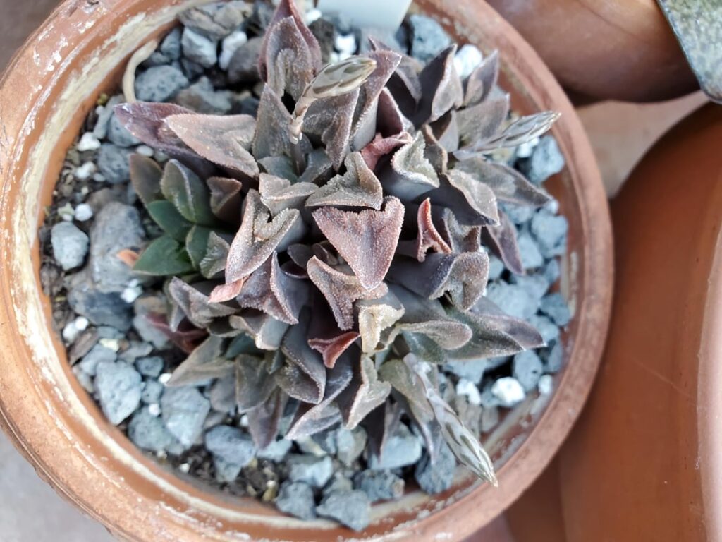 Haworthia pygmaea university specimen