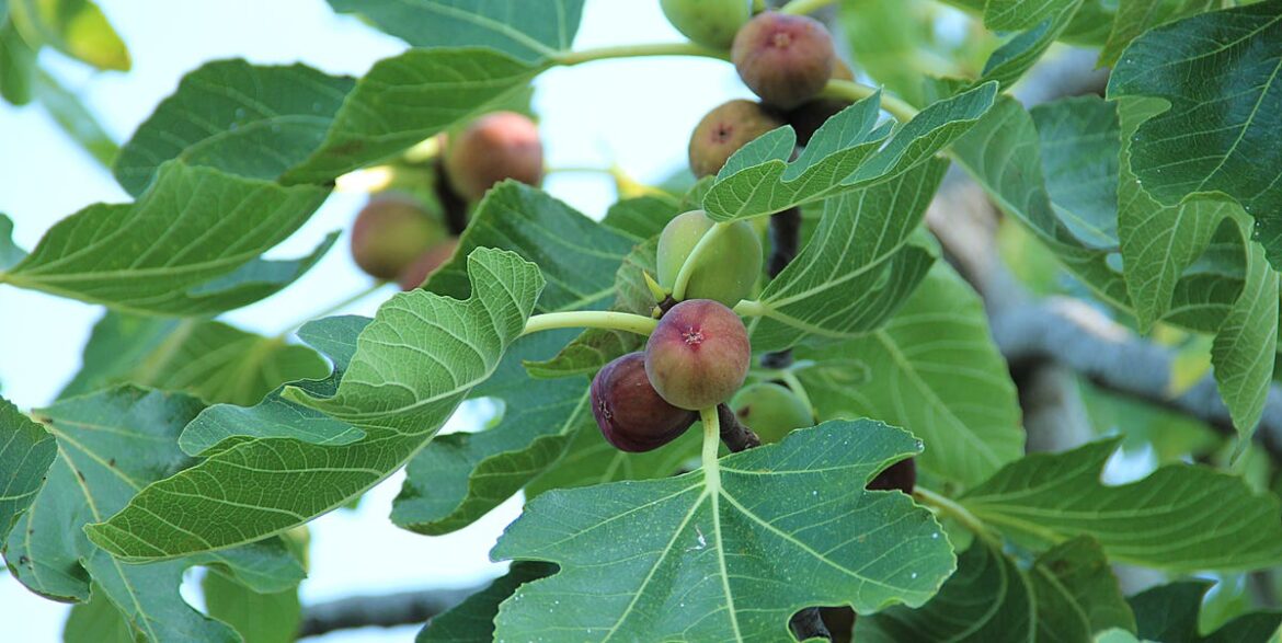 How to Plant and Care for Fig Trees How to Plant and Care for Fig Trees