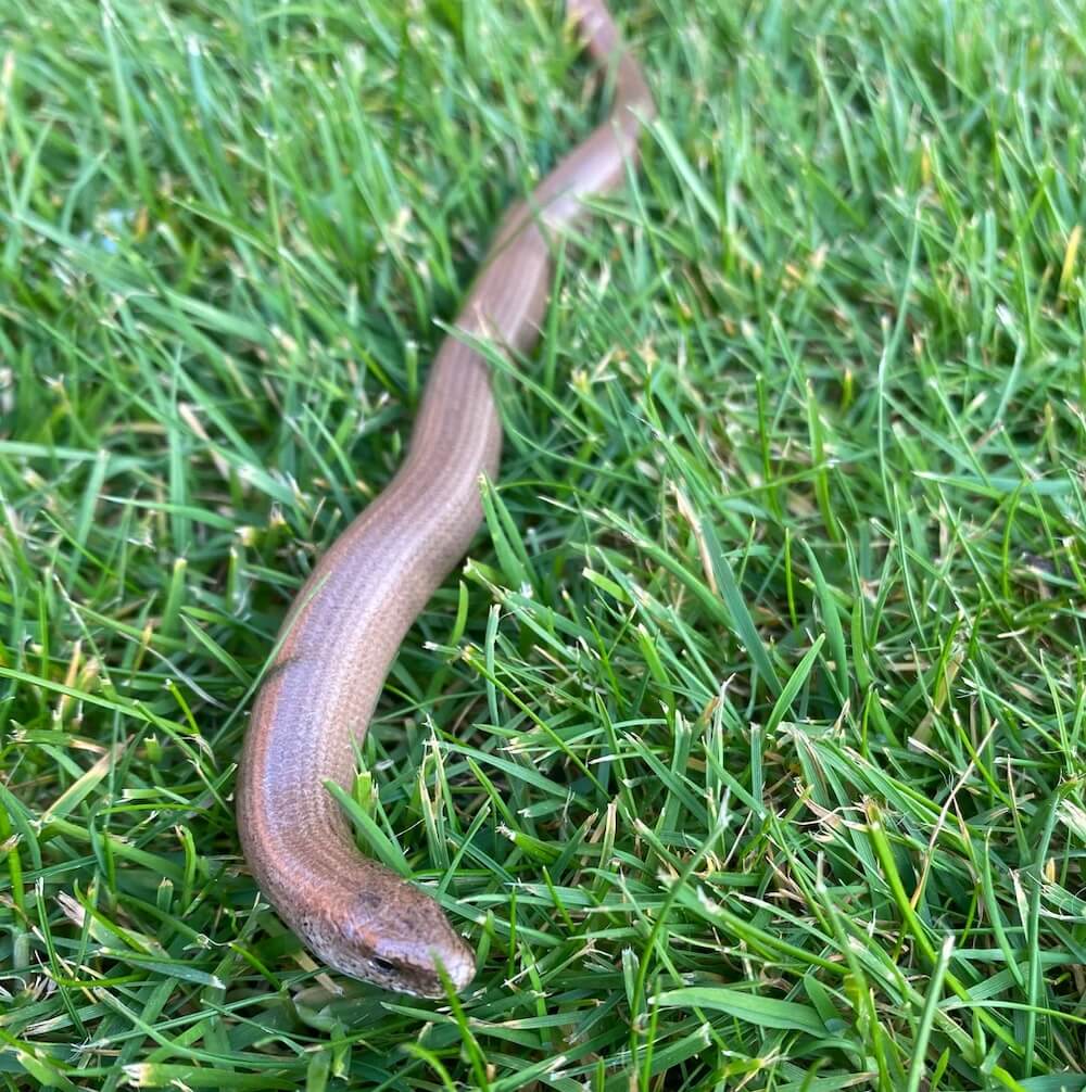 "Finding this little dude made my day."