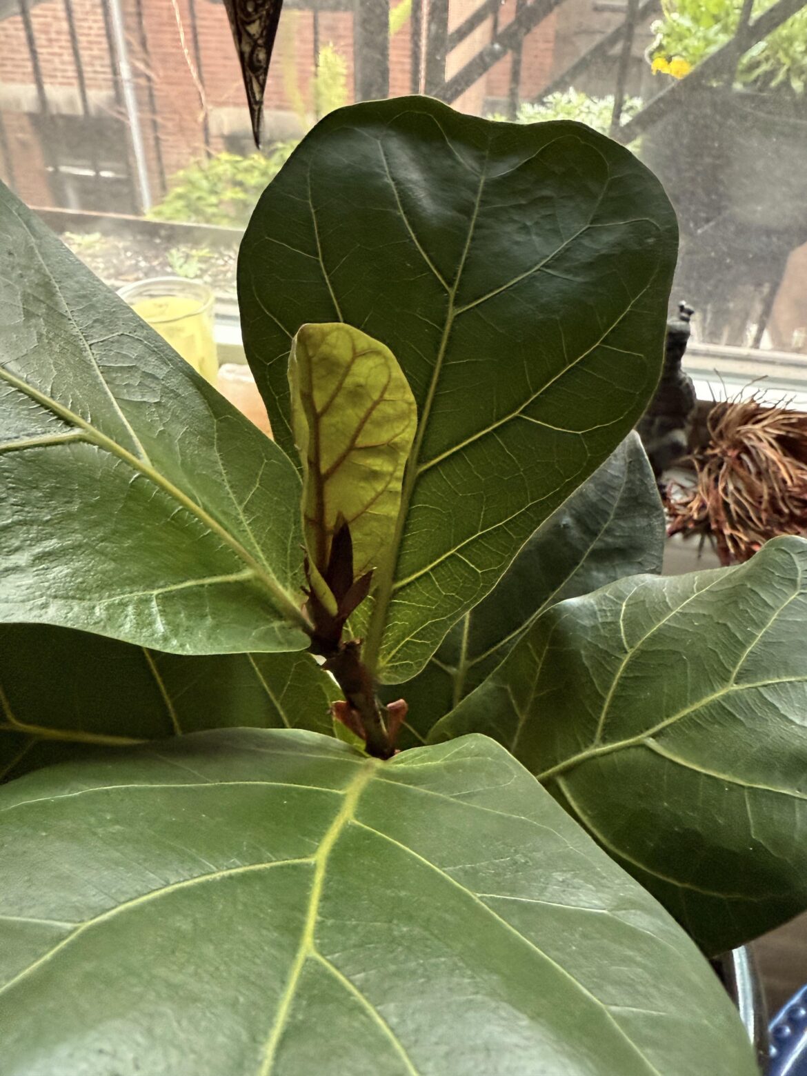 Fiddle leaf is thriving