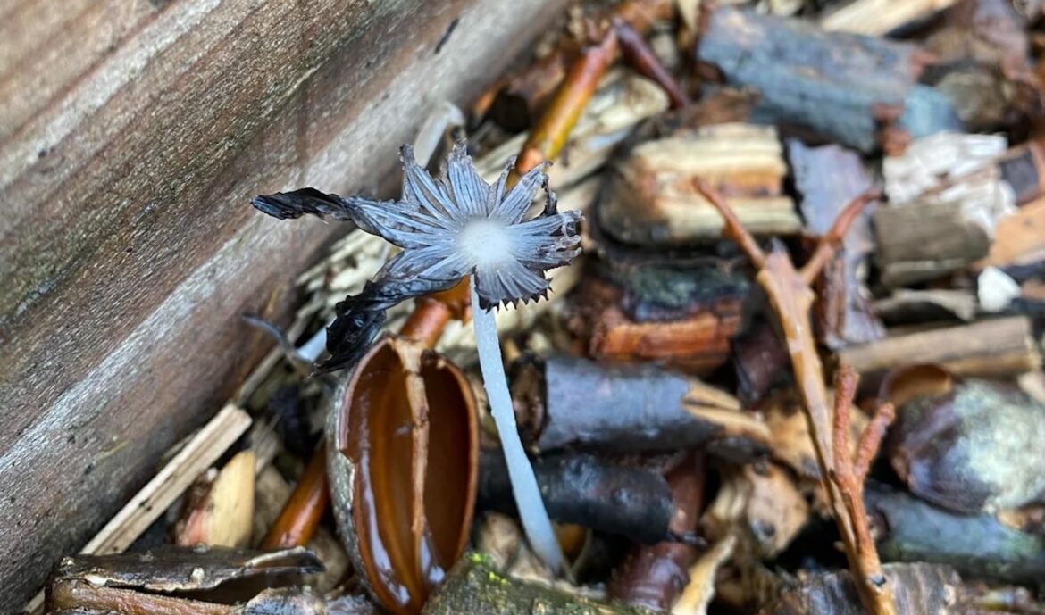 Homeowner shares stunning images of unexpected garden visitors: ‘Such unique coloring’ "Hoping my garden blesses me with one this year."