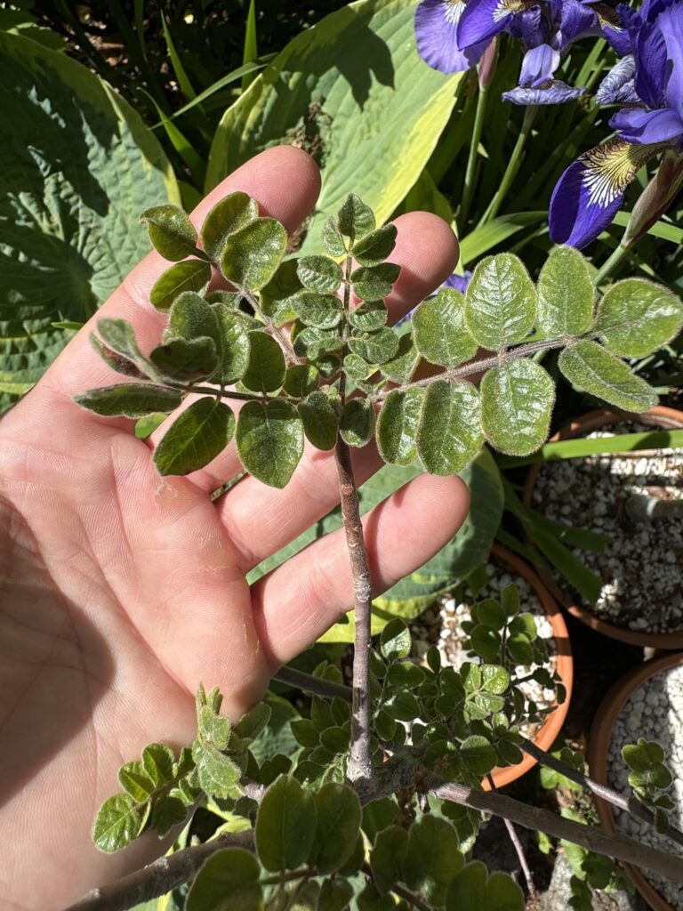 Cyrtocarpa Edulis - Cimarron/desert plum
