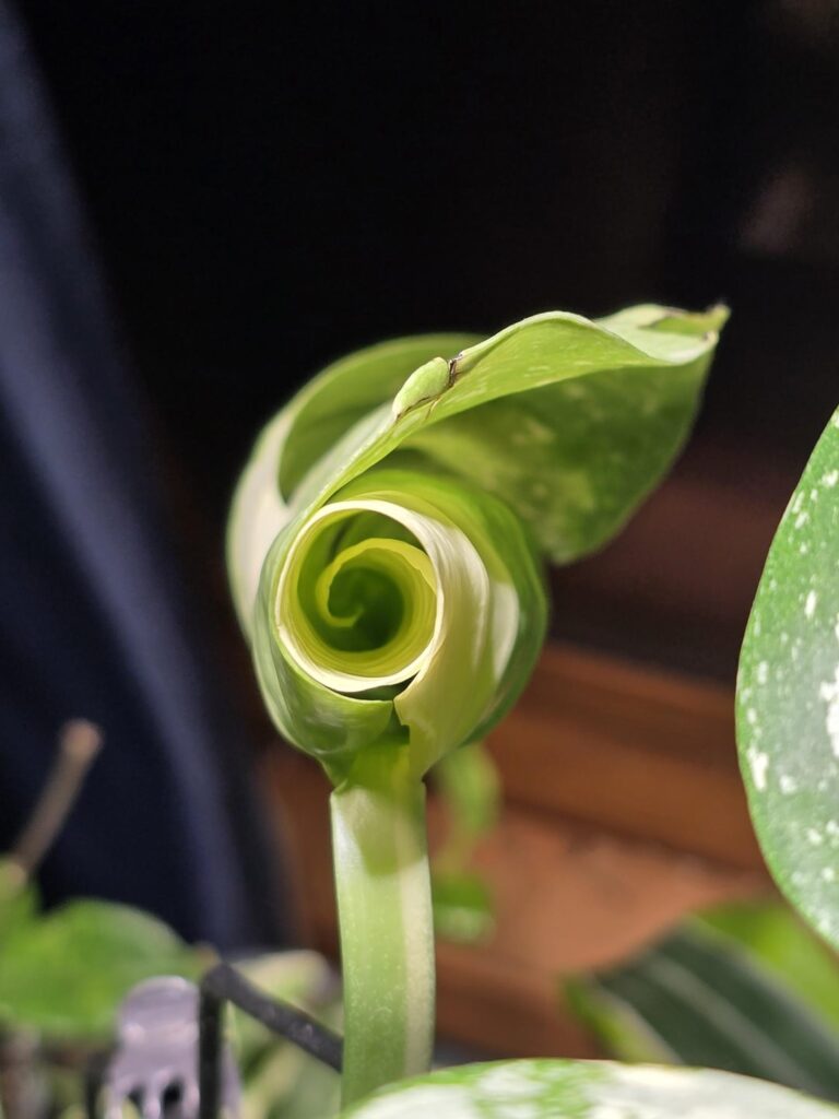 The best part of new growth ✨️