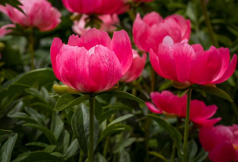 Pink flowers