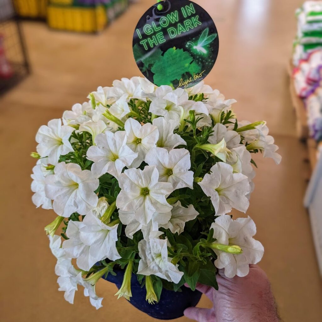 I snagged this petunia at my greenhouse today. I'm impressed, this legit glows.
