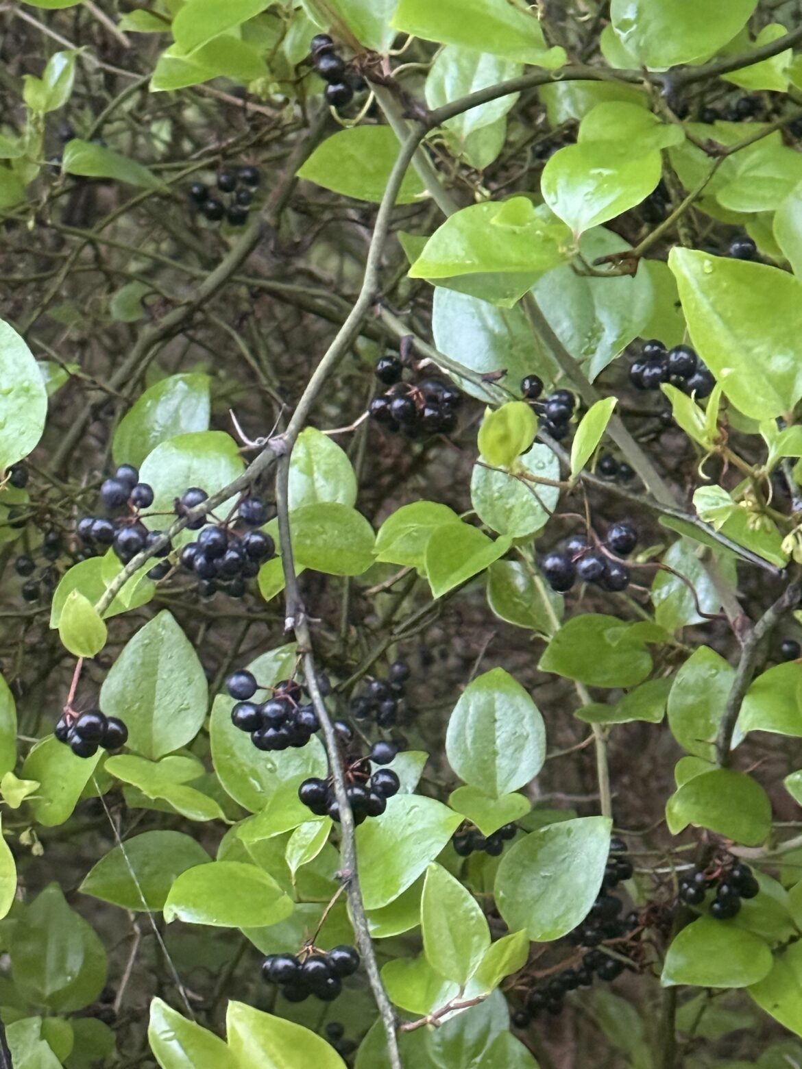 Need help identifying/is it edible?