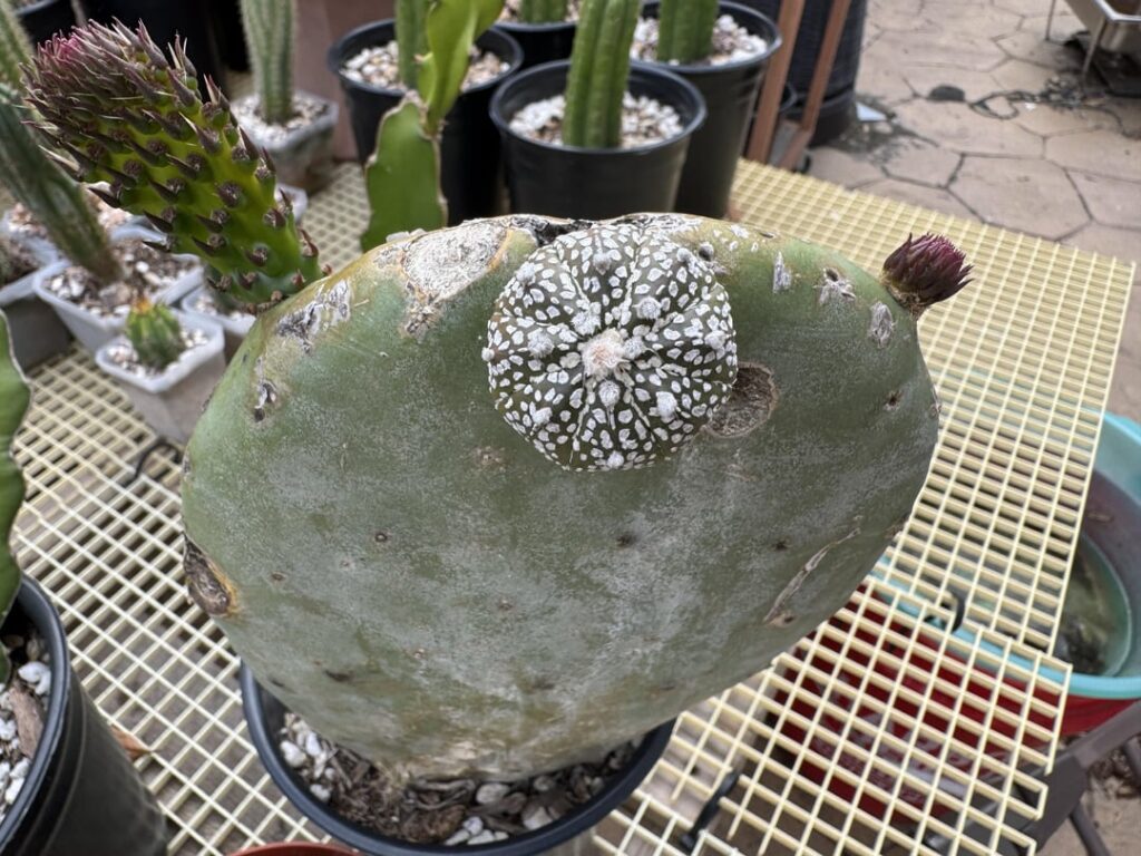 Astrophytum asterias on opuntia