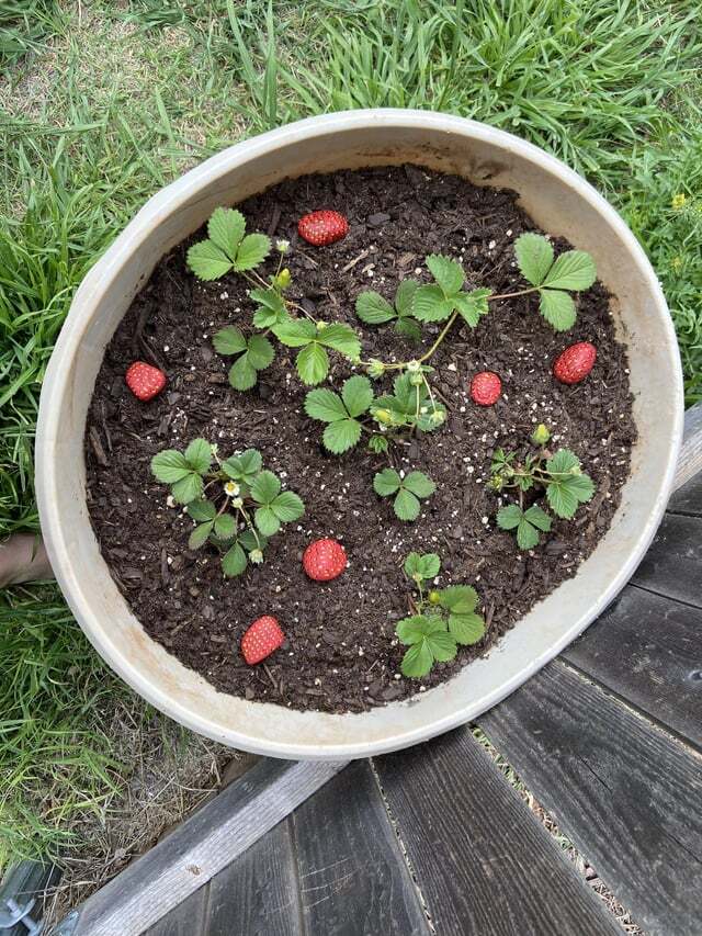 Strawberry plants in a container with several ripe strawberries.