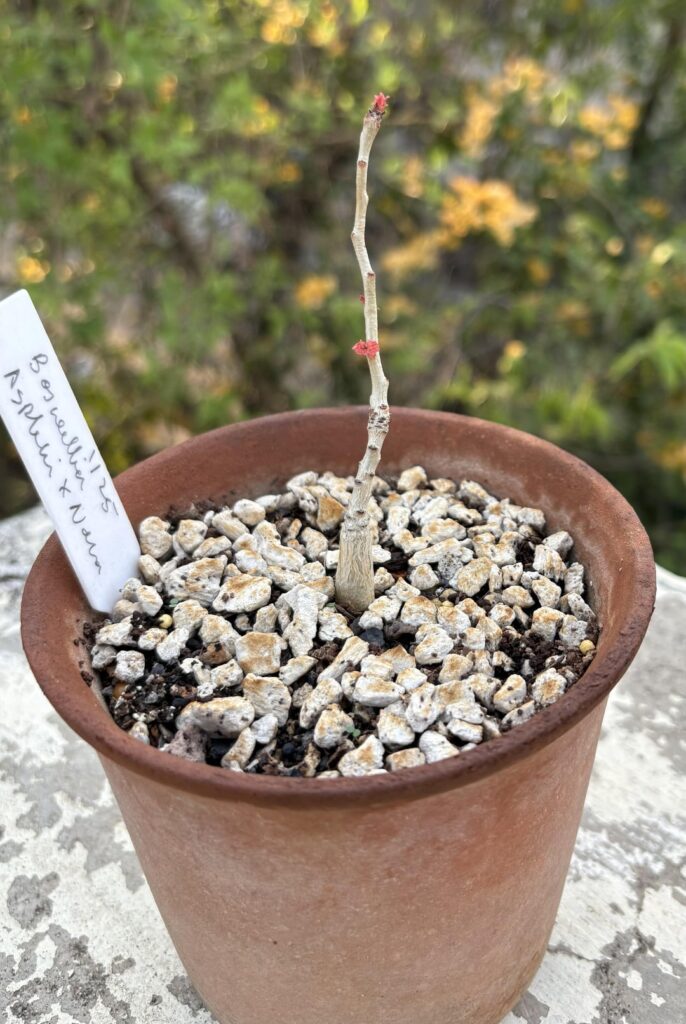 Boswellia aspleniifolia x nana! The tiny neon pink splotches are the leaves! It’s very pretty!