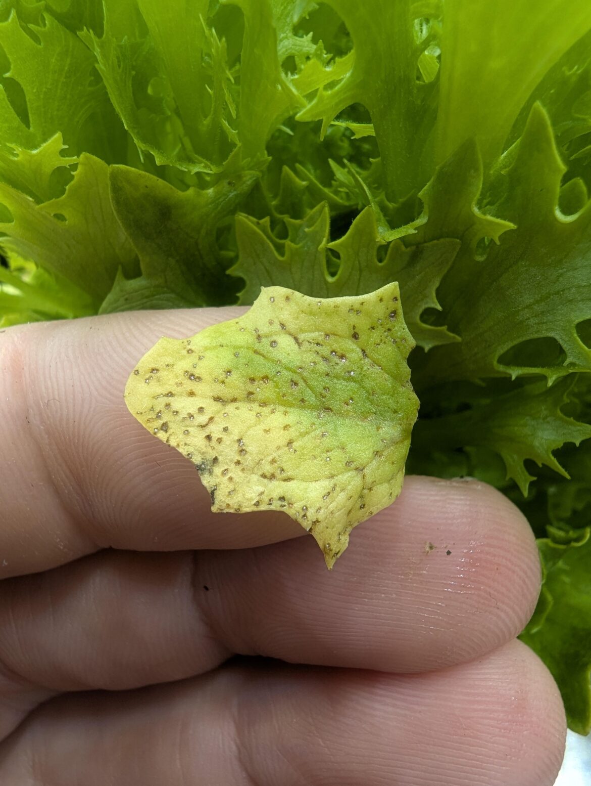 Yellowing with spots