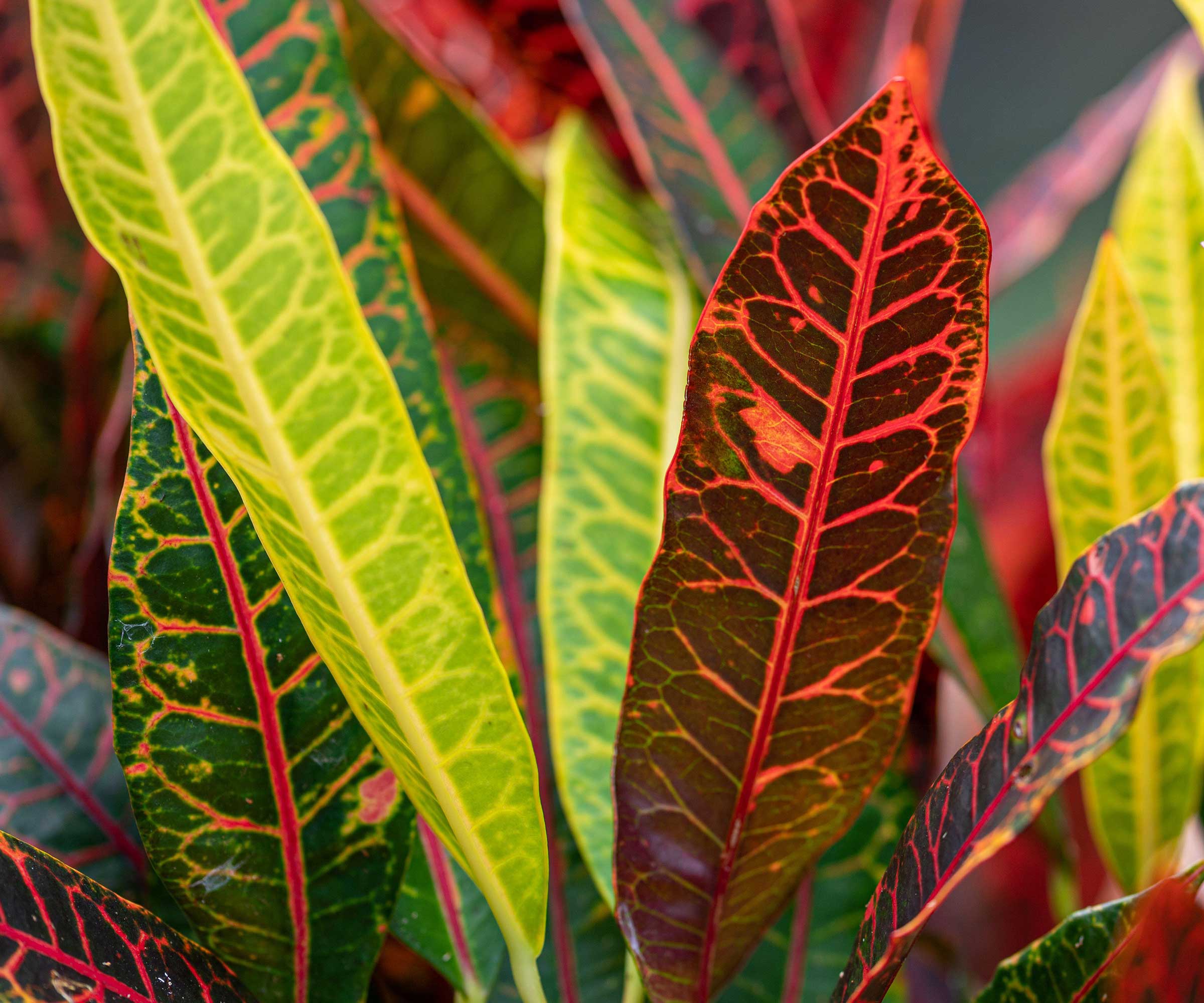colorful croton leaves