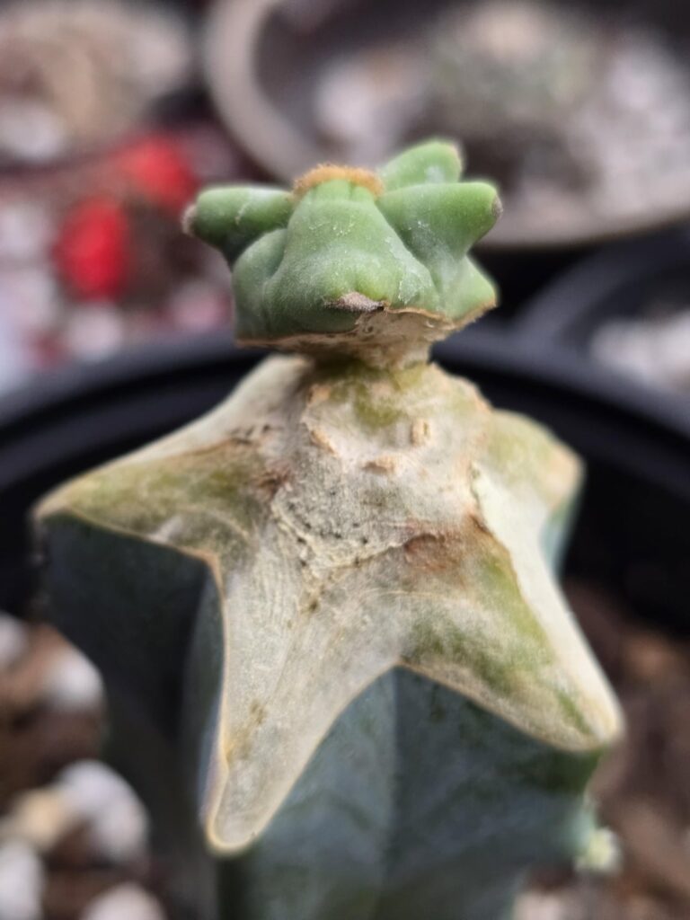 Didn't think it would make it!