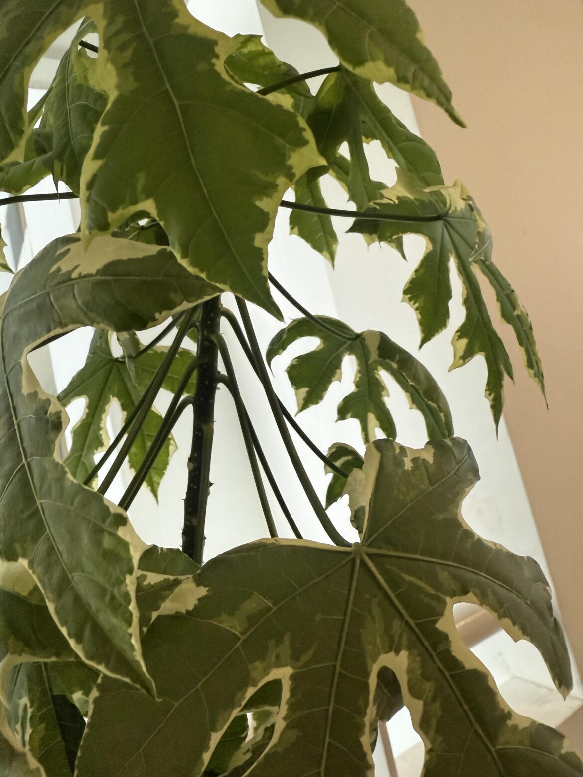 Var. Papaya Tree Var. Papaya Tree