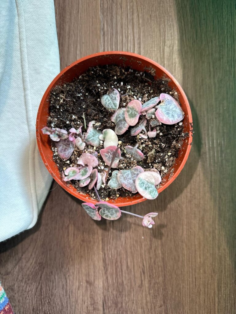 Is my string of hearts okay