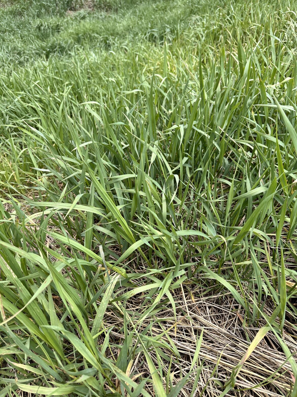 What type of grass is this?