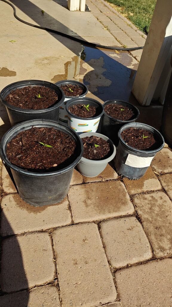 Calabrian experiment Calabrian experiment