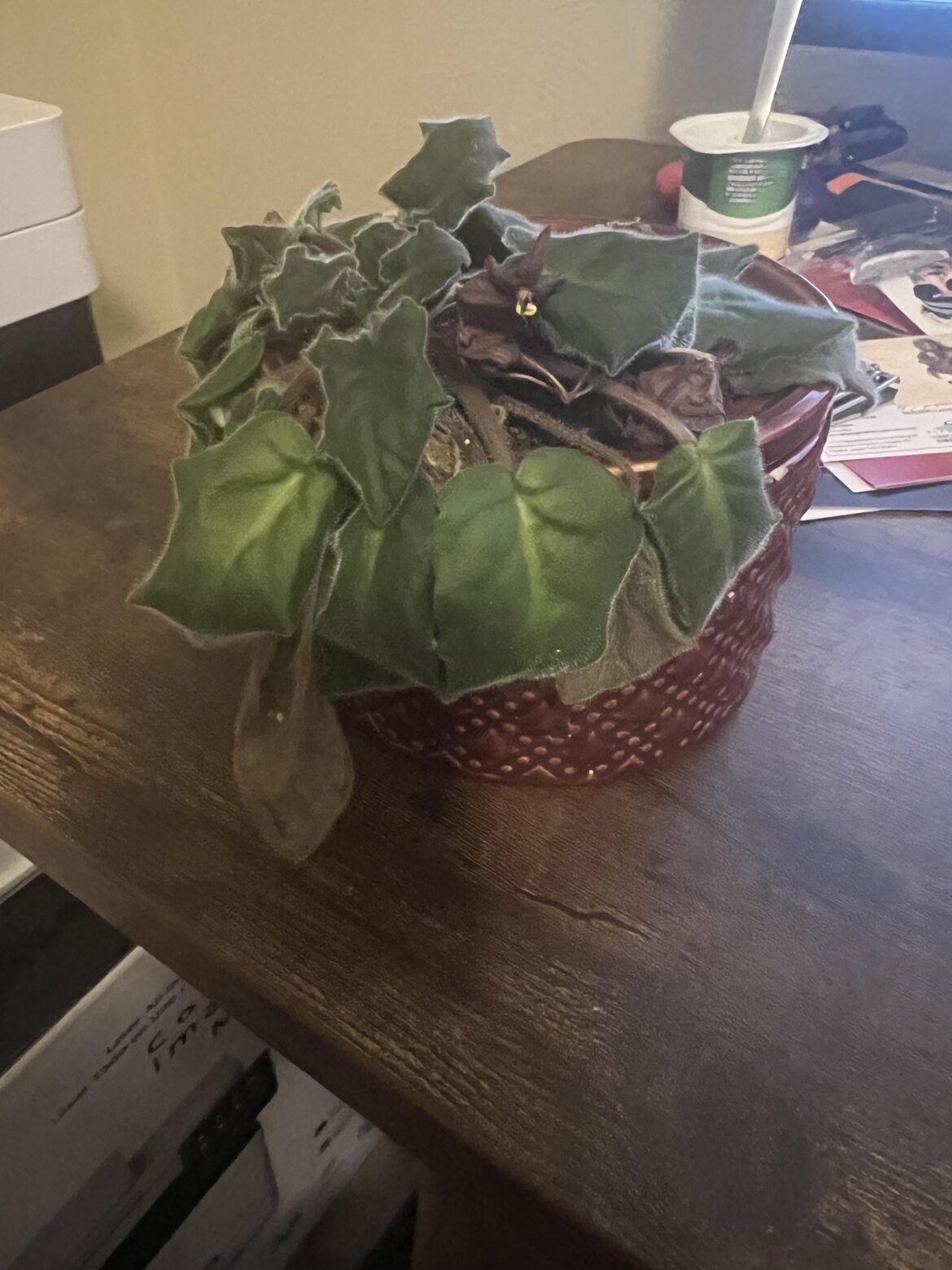 My Av became VERY droopy after getting cold last month
