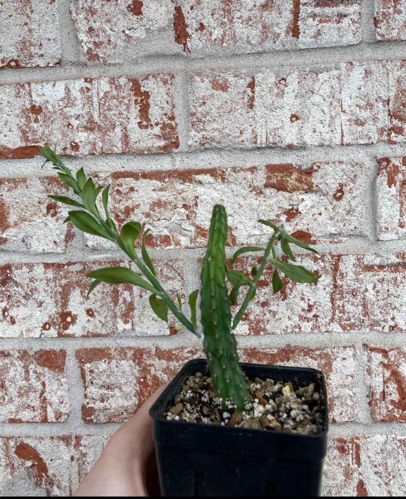 I heard pere was good for grafting, instructions unclear ;)