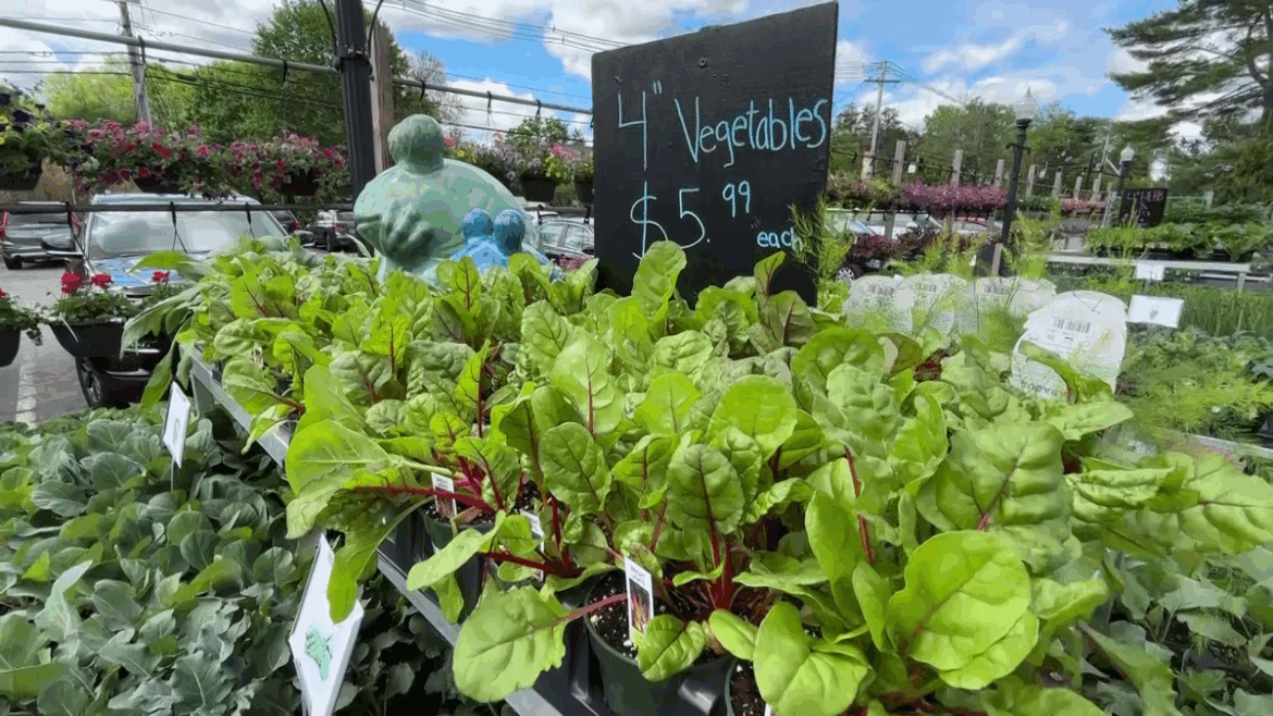 Expert tips for planting a bountiful garden full of fruits, vegetables