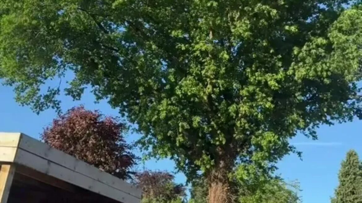 My neighbour’s tree blocked our garden from the sun for 6 years, so we cut it down but everyone’s saying the same thing My neighbour's tree blocked our garden from the sun for 6 years, so we cut it down but everyone’s saying the same thing