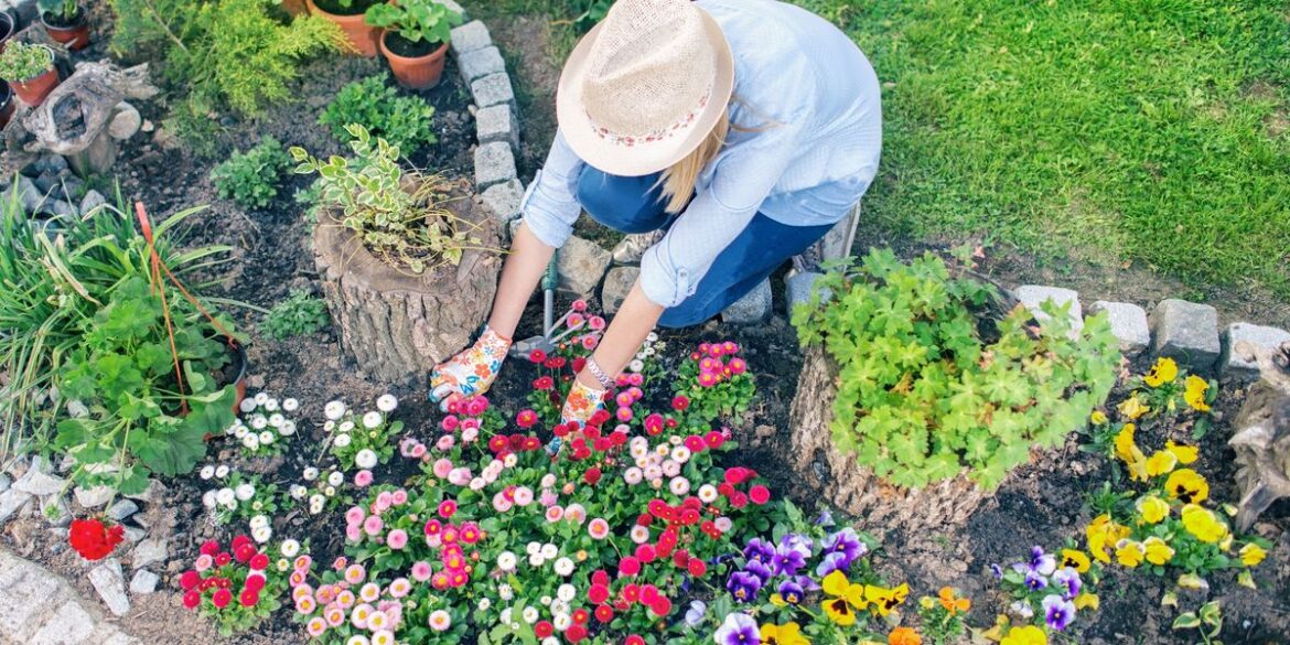Gardening: Kitchen scraps to use for a beautiful display of flowers in your garden Gardening: Kitchen scraps to use for a beautiful display of flowers in your garden