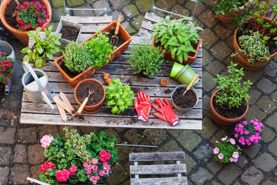 Overhead view of a wooden table with potted herbs, gardening tools, and flowers.