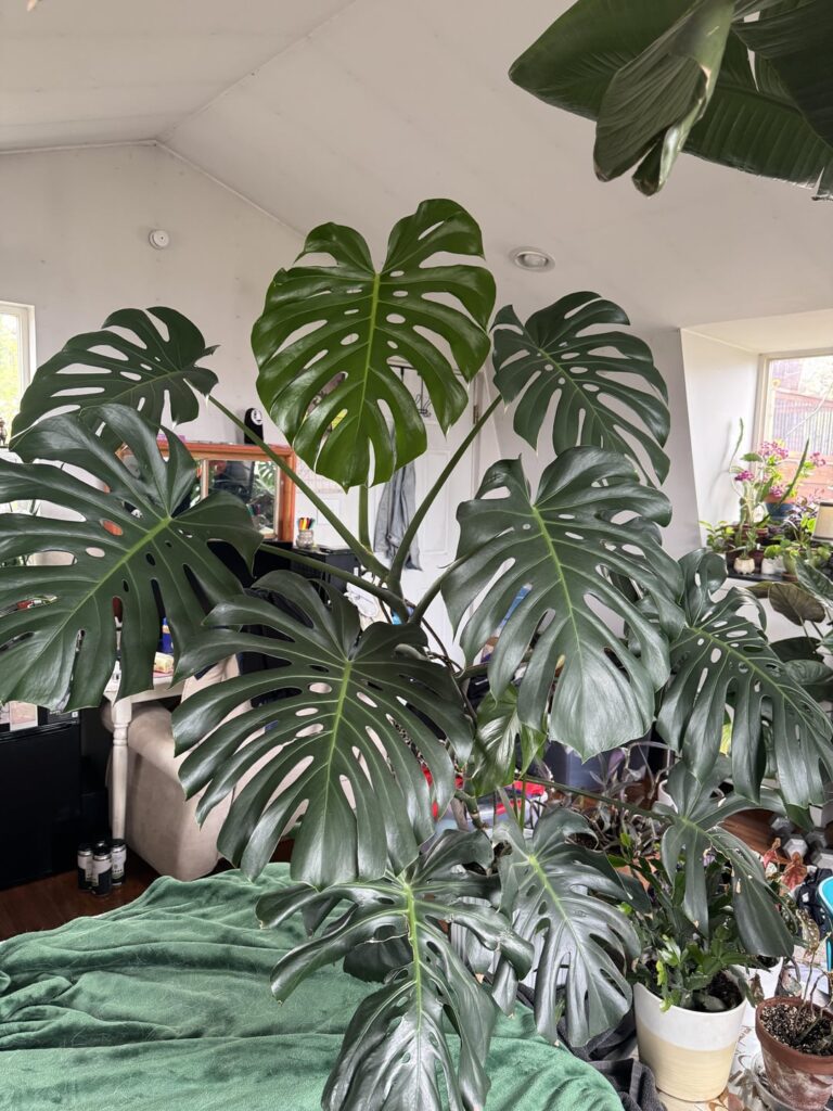 What is this growing in my Monstera? What is this growing in my Monstera?