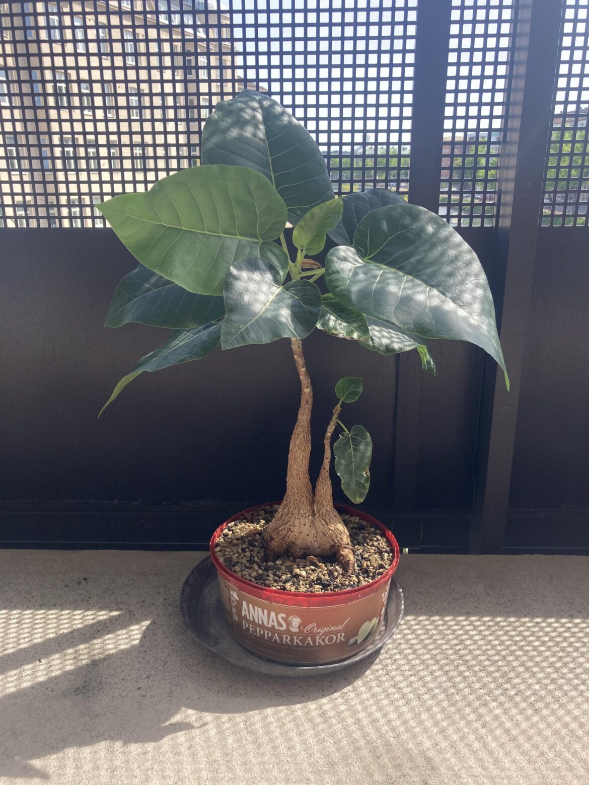 Rooting F. palmeri cuttings