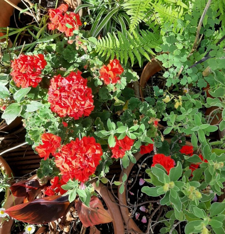 Geraniums growing in pots.