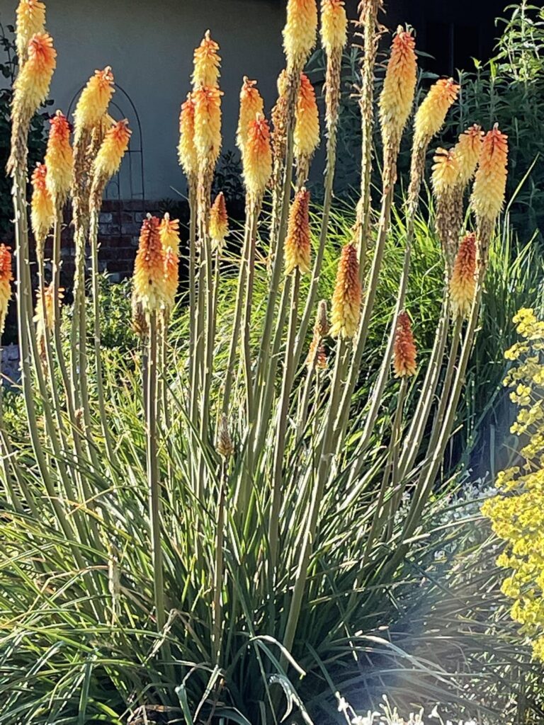 Lawn removed, replaced with drought tolerant and some natives