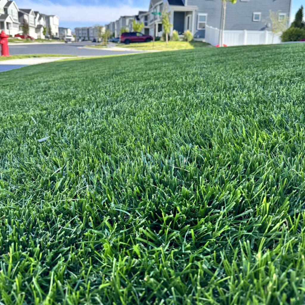 Over seeded for the first time last fall and it’s paying dividends. 6a Over seeded for the first time last fall and it’s paying dividends. 6a