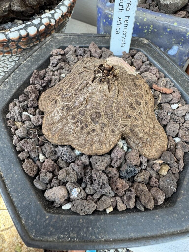 Gotta love the textures!