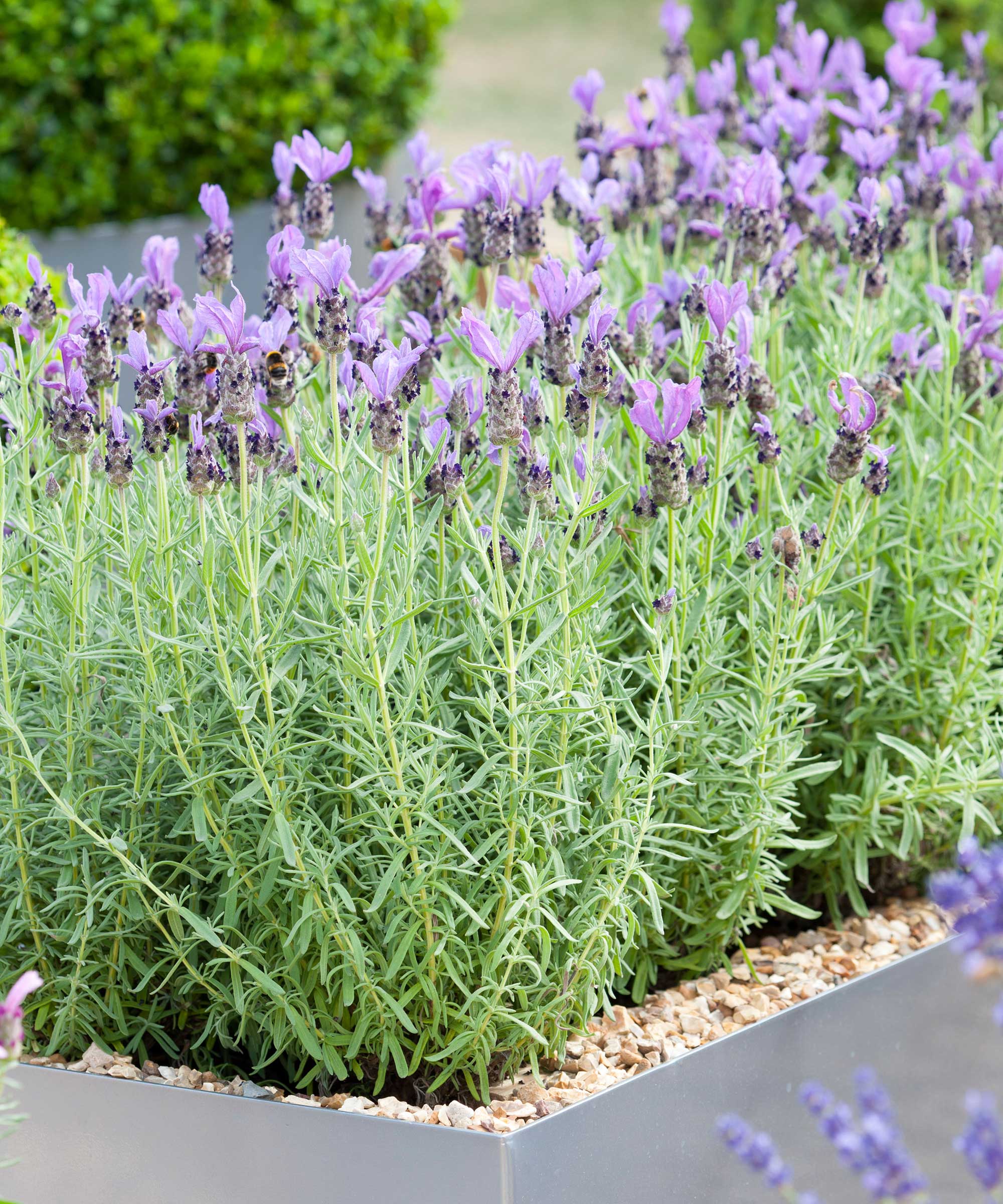 lavender in pot