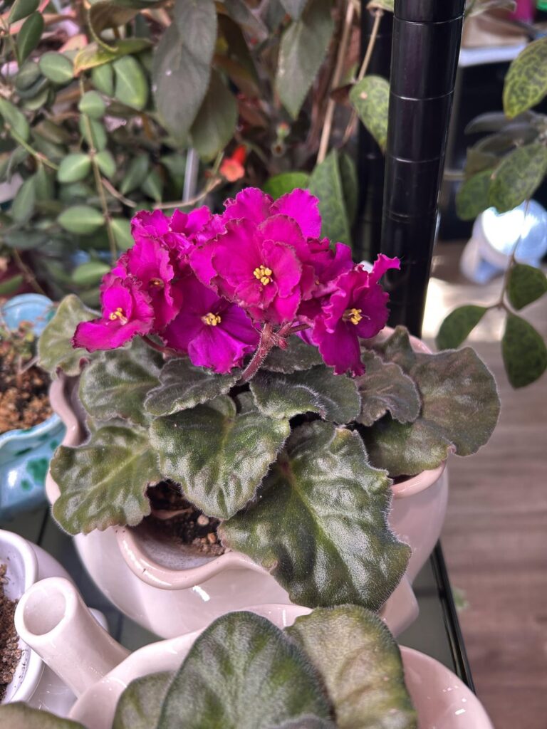 A vibrant bunch of blooms on this heirloom