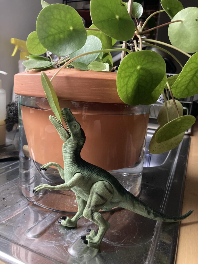 Help! My pet is eating my pilea