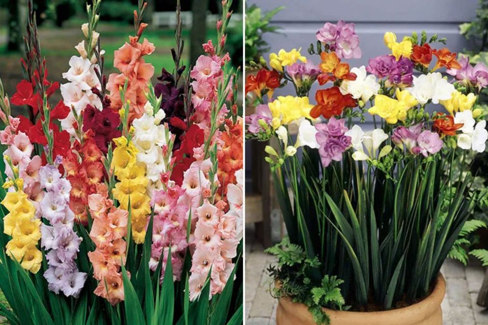 summer-bulbs-to-buy-gladioli-freesia