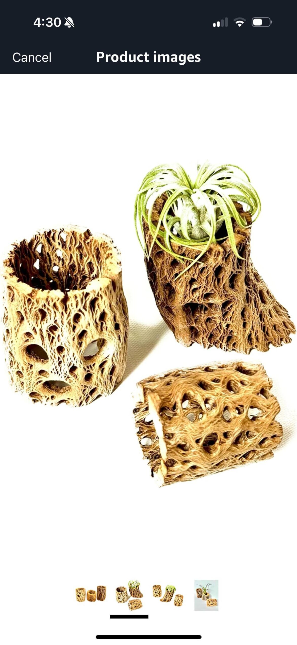 Didn’t really know cactus had wood 🤣