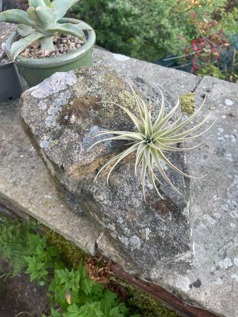 Tillandsia edithae