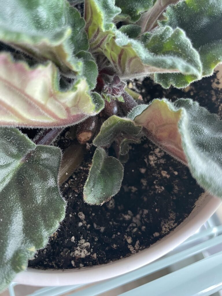 Baby plant