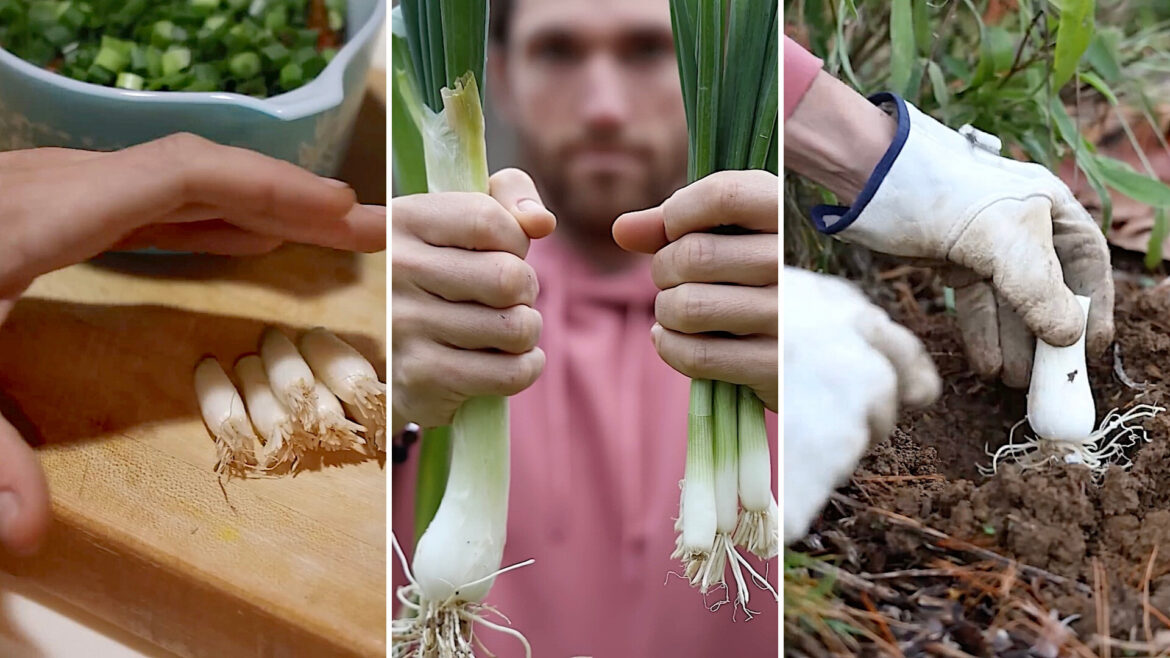 Gardener shares ultimate hack for seemingly endless supply of green onions: ‘Magical’ "Been doing this on my deck for a few years."