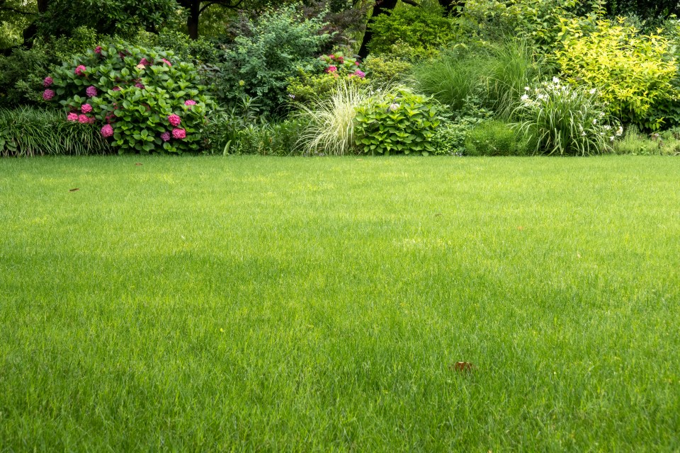 Lush green lawn with flowering bushes.